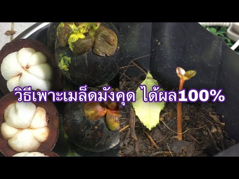 วิธีเพาะเมล็ดมังคุด ได้ผล100%