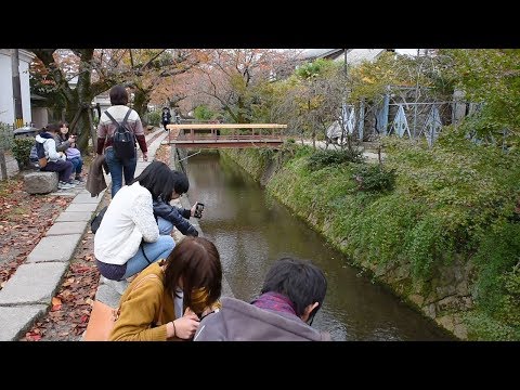歴史たどる 思索の道「哲学の道」かいわい