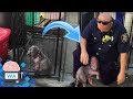 Feuerwehrmann sieht gefesselten Hund und rettet ihn I Wissensautomat