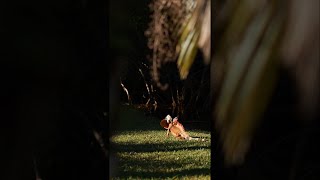 Huge Iguana Shakes its Head