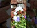 how to grow 🪴🪴 buteful flowers 🌹🌺🌹🌺.  #shorts #trending  #trendingshorts  #flowers