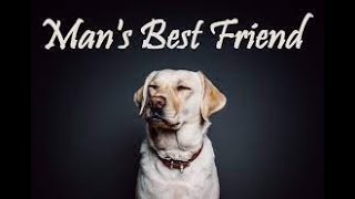 Just4Laughs... Great Dane's I Love You by Duk£ TV 186 views 9 months ago 57 seconds