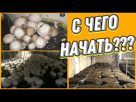 Грибной бизнес. Можно ли начать Выращивать шампиньоны с нуля ?бизнес с минимальными вложениями?