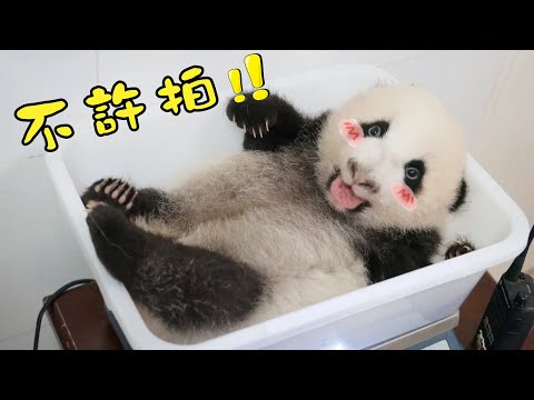 《熊貓主題趴》揭秘大熊貓的成長“密碼” | iPanda熊貓頻道
