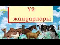 Үй жануарлары мен құстары | Домашние животные | Animals