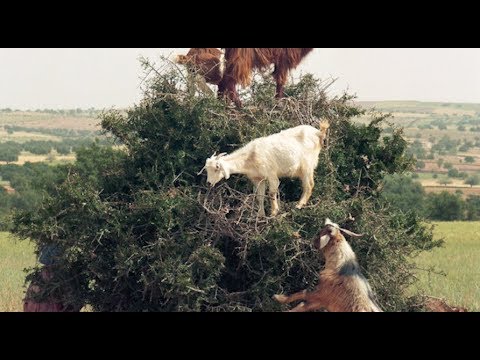 Vidéo: 10 Faits Intéressants Sur Les Chèvres Grimpantes Dans Les Arbres Au Maroc - Réseau Matador