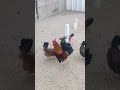 أجمل ديك عربي