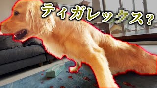 まるはテーブルの下をくぐり抜ける技を覚えた！【レトリバー】
