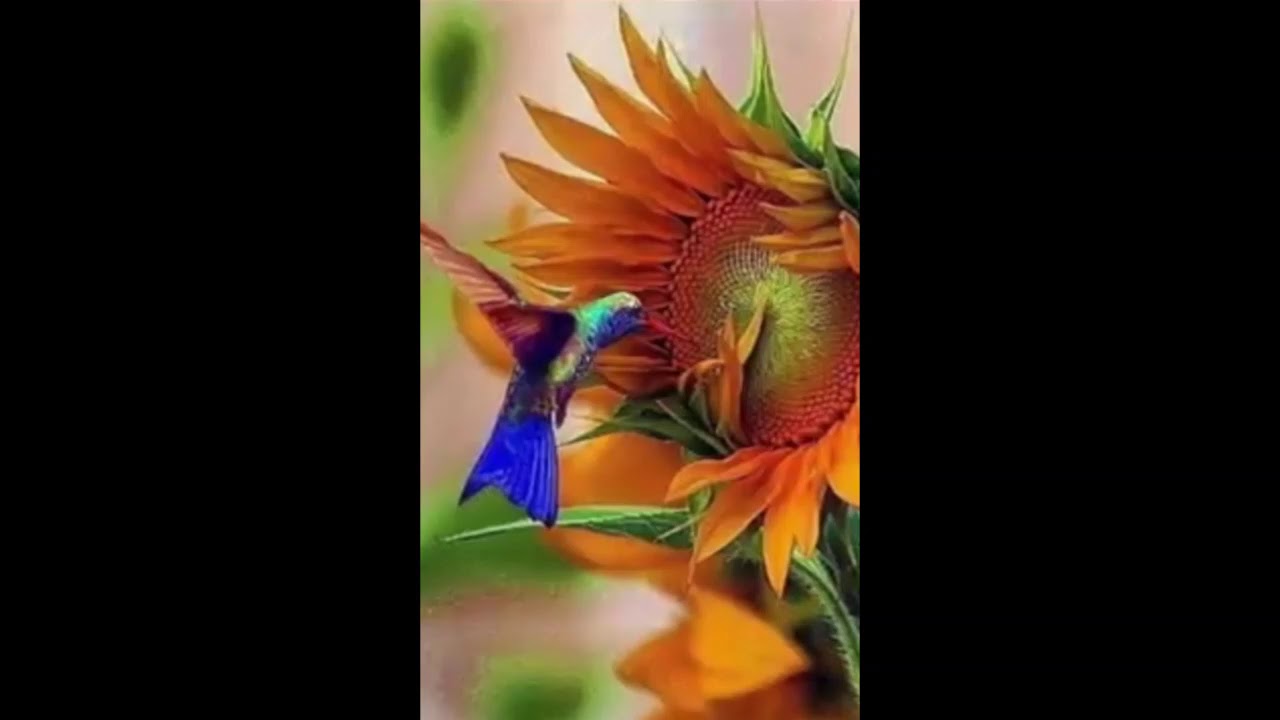 Цветок Птица Счастья Фото