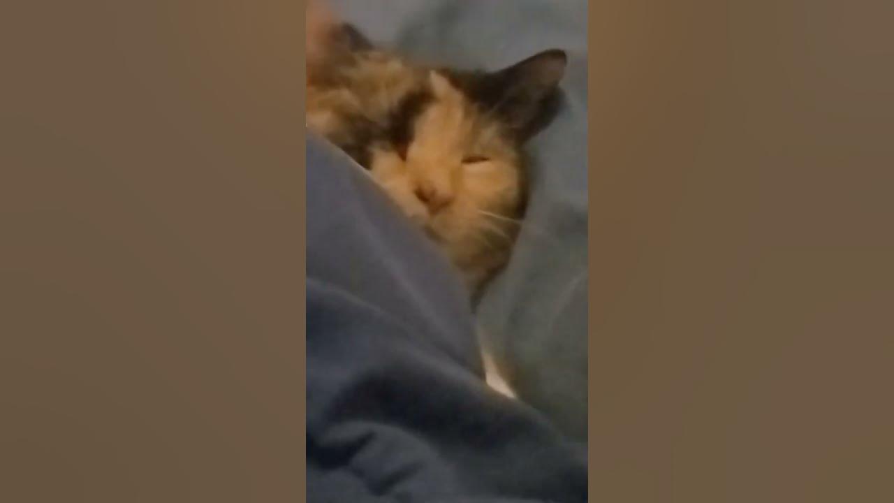 My cat sleeping on my pillow lol YouTube