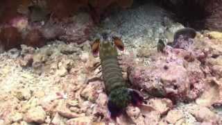 Malapascua Macro Mania