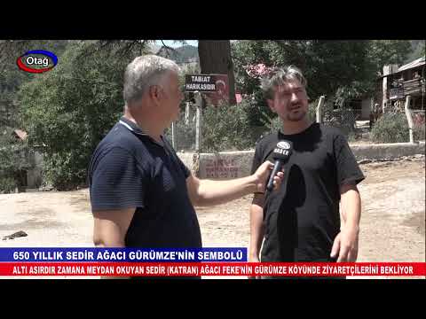 ALTI ASIRLIK SEDİR