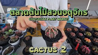 ตลาดต้นไม้สวนจตุจักร CHATUCHAK PLANT MARKET | CACTUS 2