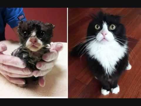  Kucing  Kucing Cantik  Di Dunia Awalnya Terlantar YouTube