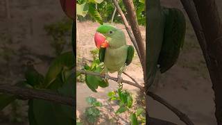 Cute Parrot Female Alexander #shorts