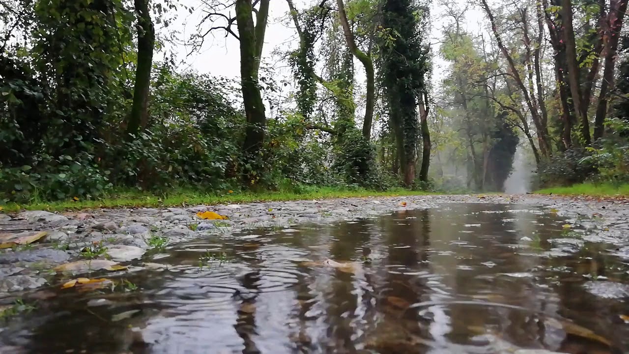 INSOMNIA TABLET. Bird Sound With Rain Music. SPRING RAIN WITH BIRDS Nature Sounds For Relaxation auf YouTube ansehen INSOMNIA TABLET. Bird Sound With Rain Music. SPRING RAIN WITH BIRDS Nature Sounds For Relaxation auf YouTube ansehen