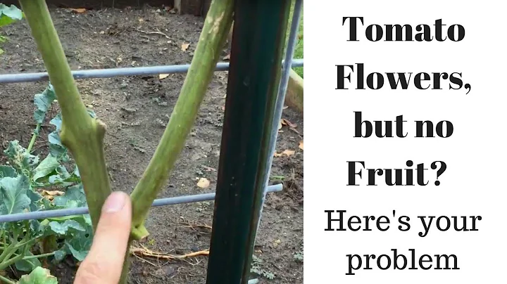 Why tomato has flowers but no fruit? (2023)