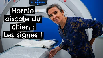 Comment savoir si mon chien a mal au train arrière ?