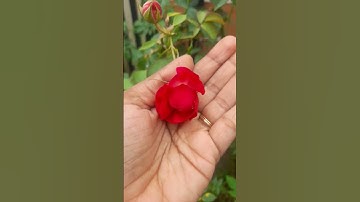 Thumbnail of amazing 🥰 #music #bollywood #hindisong #trending #nature #flowers #new #garden #rose #happy #love