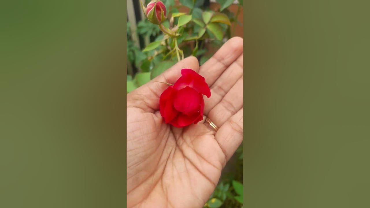 amazing 🥰 #music #bollywood #hindisong #trending #nature #flowers #new #garden #rose #happy #love