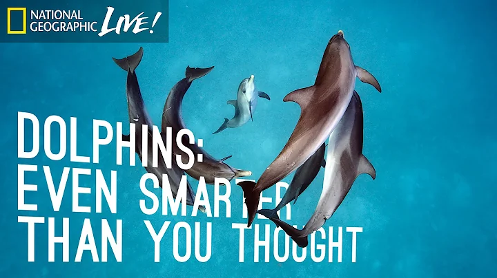 Dolphins: Even Smarter Than You Thought | Nat Geo Live - DayDayNews