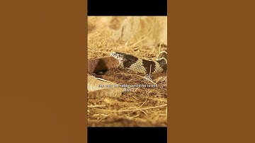 "King Snake vs Rattlesnake: The Silent Assassin Strikes 🐍👑 #animals #wildlife #shortsvideo #nature