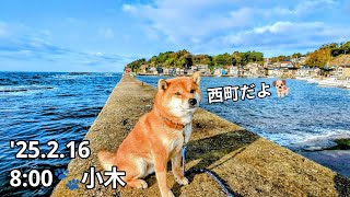 Natural Monuments 柴犬 SP0003 INVASION 希少 Noto] '25.2.16 8:00