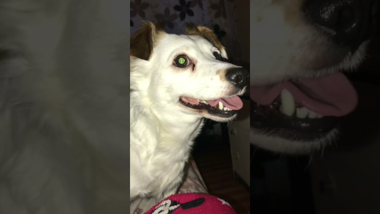 So happy i could die - lady gaga 1 hour loop ft. My dog again