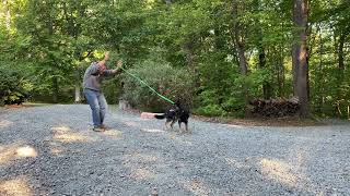 German Shepherd Dog Training Winston Salem NC | Shadow by JimHodgesDogTraining 338 views 1 year ago 15 minutes