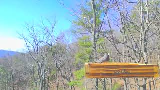 3 different varieties of Blue Ridge Mountains Birds of Georgia