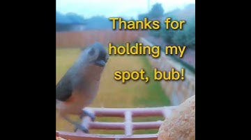 Hoe je #BirdHumor #FunnyShorts #TrendingNow #LOL #ComedyClips #HolidayShopping #ViralShorts vasth...