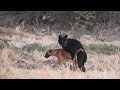 Happy meet on the rice dry field, indian pariah and australie kelpies dogs