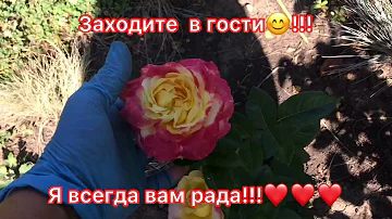 Трипсы на розах!!! Чем и как убить зверя? Результат в кадре;Супер результат стимуляции витаминами 👍