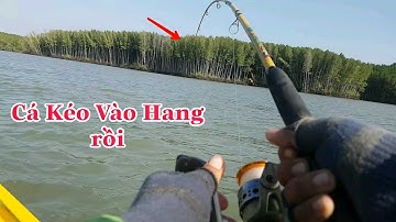 Chuyến Câu Cá Xa Đầu Năm ! Trúng Bầy Cá Mập,Cá Út,Cá Ngát | Sự Cần Giờ #8