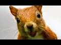 Are Squirrel Testicles The Secret to Eternal Youth? RIF 57