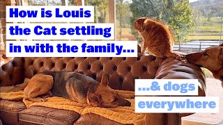 How is Louis the Cat Settling in with family of LOTS of DOGS