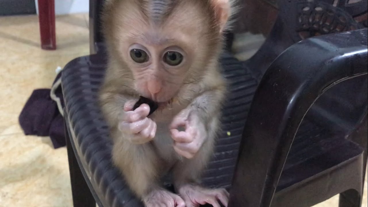 Dad drive 30 miles to buy the fruit that the baby monkey liked, Maocau eat very well