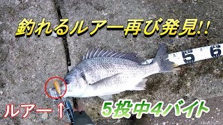 大当たりルアーを見つけた チニング黒鯛 キビレ Youtube 大当たりルアーを見つけた チニング黒鯛 キビレ Youtube