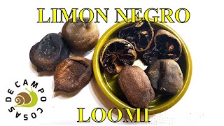 Como hacer Limón Negro casero. (Loomi de Persia)