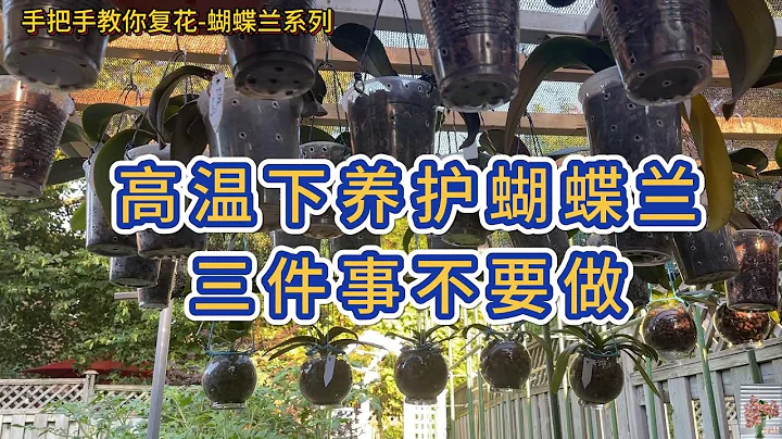 手把手教你復花-蝴蝶蘭系列 高溫下養護蝴蝶蘭三件事不要做 - 天天要聞