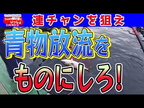 【海上釣堀】青物放流で確実に釣ろう！