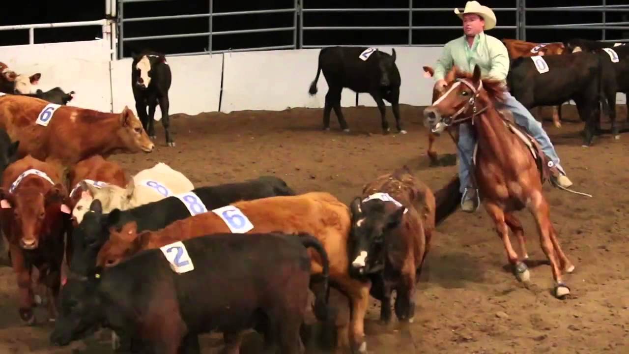 Team Cattle Penning, Calgary Stampede 2014 - YouTube