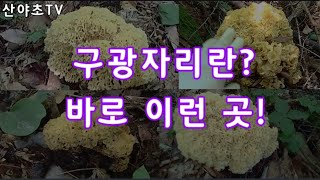역시 구광자리란 바로 이런 곳~! 산야초TV 산야초산행