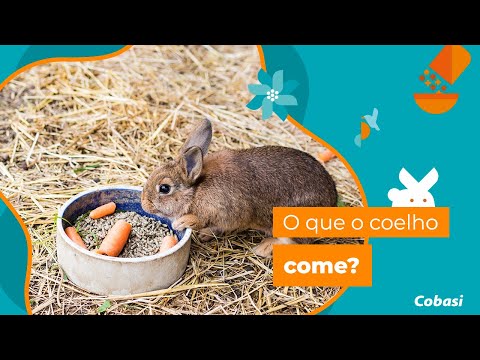 O que o coelho come?