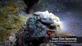 Giant Clam Spawning