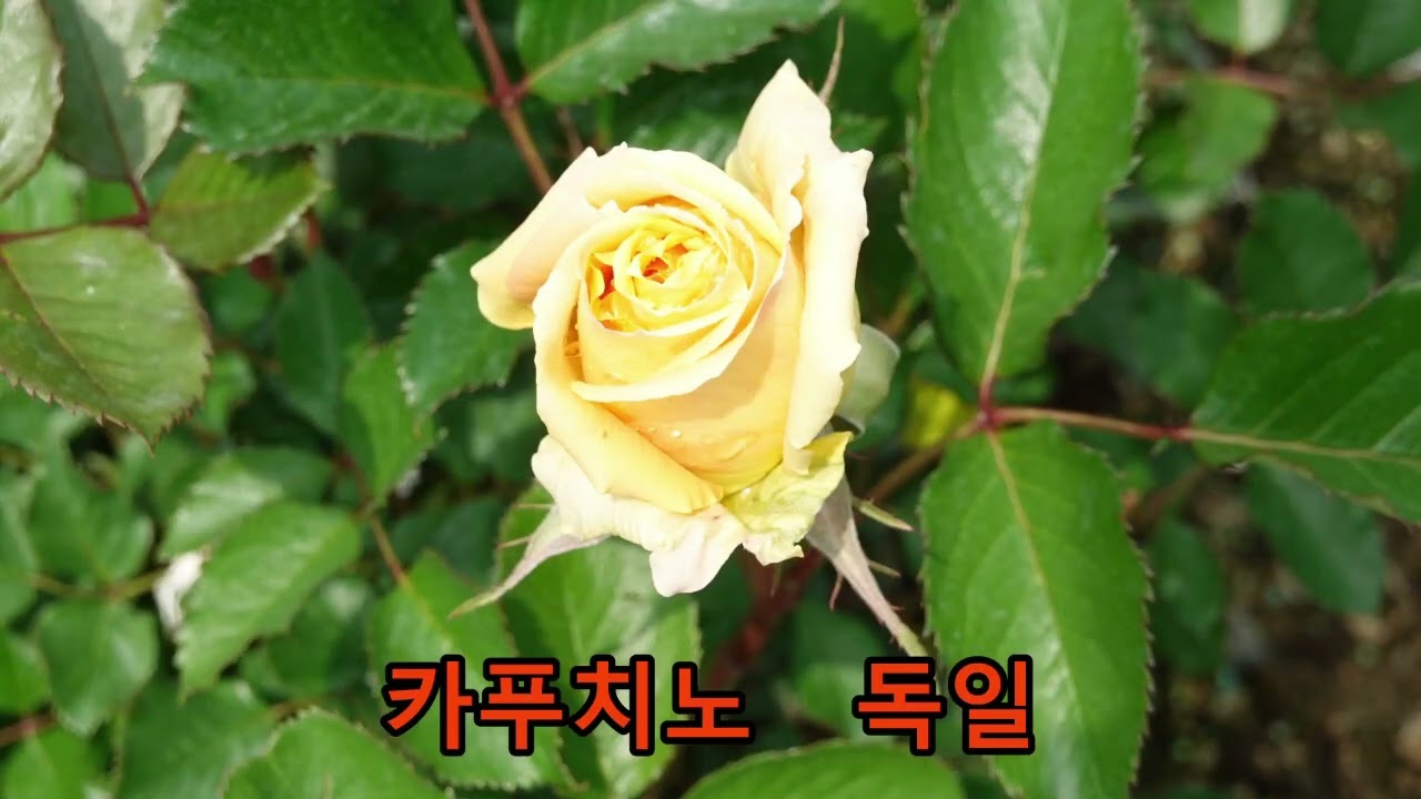 장미사잔25 18