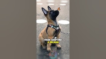 The Things I Have Learned from Adopting a Belgian Malinois #shorts #dog #doglover #belgianmalinois