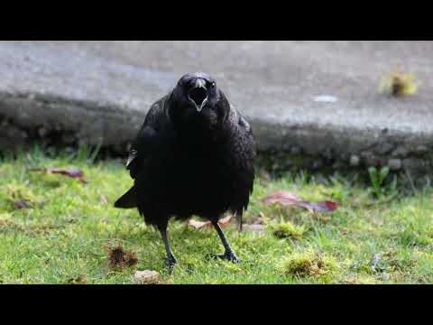 ヘリコプターが気になるカラス  