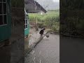 segar sekali mandi saat hujan lebat #saungape #vilage #nature #rain