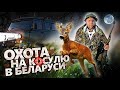 Охота на Косулю в Беларуси